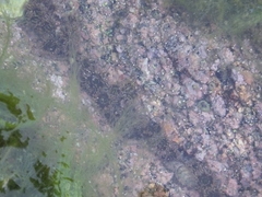 Actiniidae