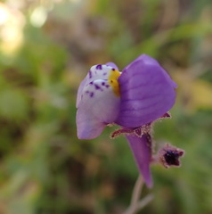 Linaria algarviana