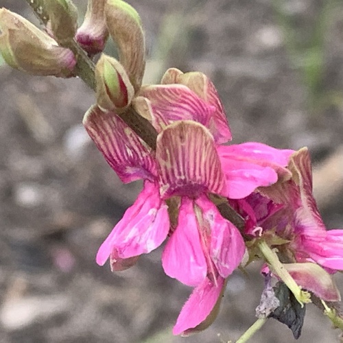 Indigofera schimperi var. schimperi image