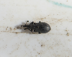 Perapion curtirostre