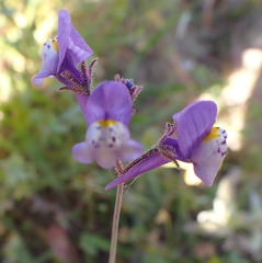 Linaria algarviana