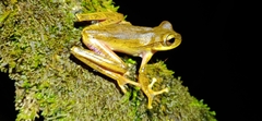 Boana bischoffi