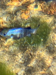 Cyprinodon nevadensis