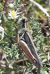 Melanoplus sanguinipes