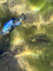 Cyprinodon nevadensis