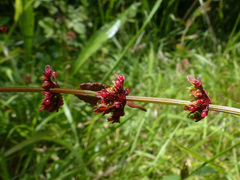 Rumex sanguineus