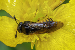 Corynis crassicornis
