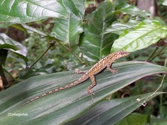Anolis aeneus