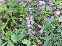 Polygala alba