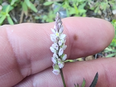 Polygala alba