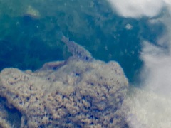 Cyprinodon nevadensis