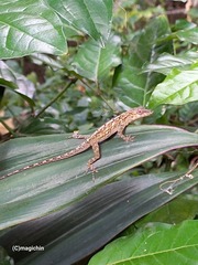 Anolis aeneus