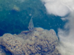 Cyprinodon nevadensis