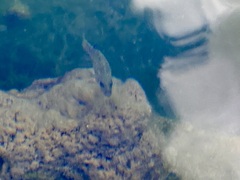 Cyprinodon nevadensis