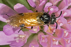 Arge melanochra