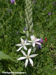 Ornithogalum narbonense