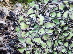 Plagiochasma rupestre