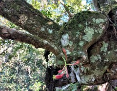 Agapetes sikkimensis