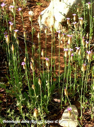 Petrorhagia dubia