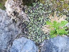 Plagiochasma rupestre