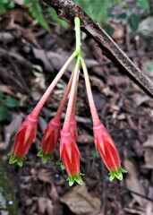 Agapetes sikkimensis