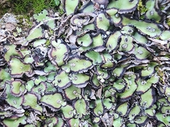 Plagiochasma rupestre