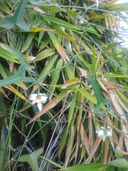 Araujia angustifolia