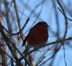 Pyrrhula pyrrhula