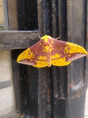 Eacles imperialis
