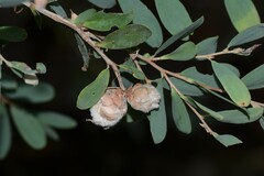 Dasineura tomentosa