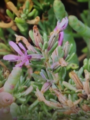 Frankenia salina