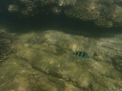 Abudefduf natalensis