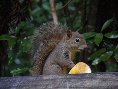 Sciurus aestuans ingrami