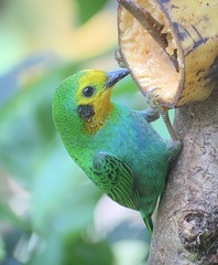 Chlorochrysa nitidissima