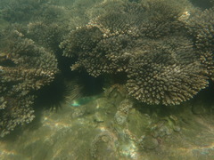 Thalassoma hebraicum