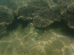 Thalassoma hebraicum