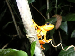 Hyperolius puncticulatus