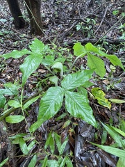 Arisaema ringens
