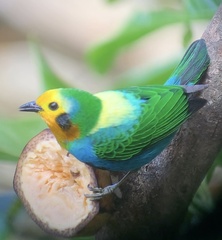 Chlorochrysa nitidissima