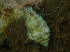 Calcinus laevimanus