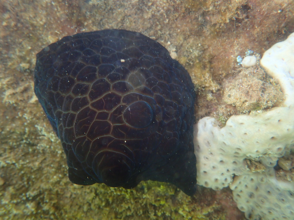 Velutin Snail
