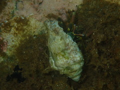 Calcinus laevimanus
