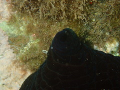 Coriocella nigra