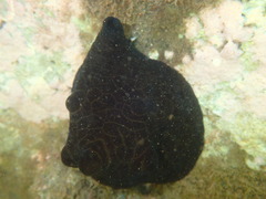Coriocella nigra