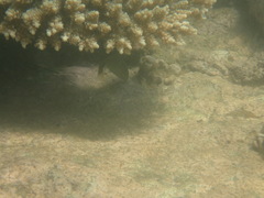 Stethojulis interrupta