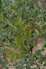 Phytoplasma
