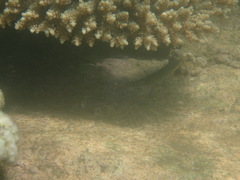 Stethojulis interrupta