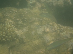 Stethojulis interrupta