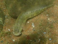 Blenniidae