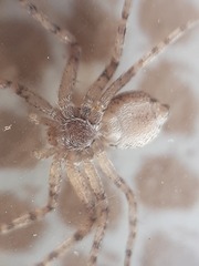 Philodromus longipalpis